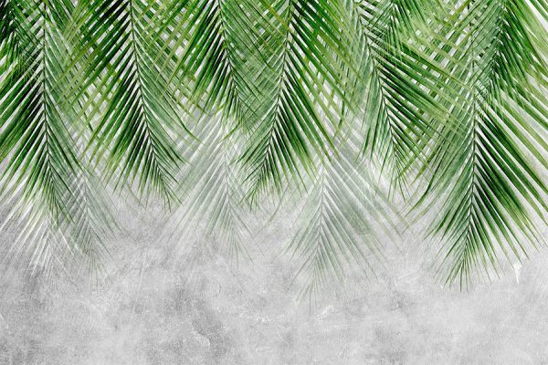 fototapeta liście palmy na betonie